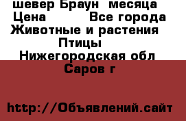 шевер Браун 2месяца › Цена ­ 200 - Все города Животные и растения » Птицы   . Нижегородская обл.,Саров г.